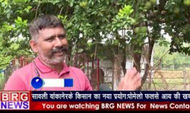 #PositiveStory ; Savli वांकानेरके किसान का नया प्रयोग: पोमेलो फलसे  आमदनी की खबर  BRG NEWS