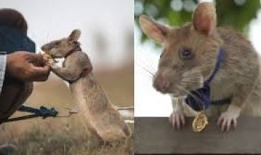 गज़ब हो गया;बारूदी सुरंगो की जानकारी देने वाले चूहे को मिला गोल्ड मेडल