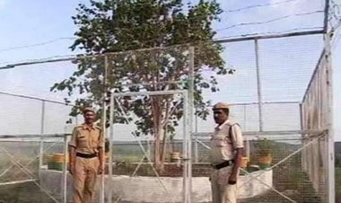 ये है देश का VVIP पेड,कहा है ये पेड और क्यू है ये VVIP?