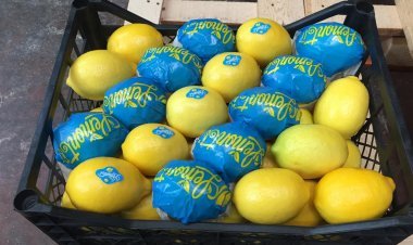 अब गुजरातवासी चखेंगे तुर्की के नींबू का स्वाद, जानिए क्या है खबर