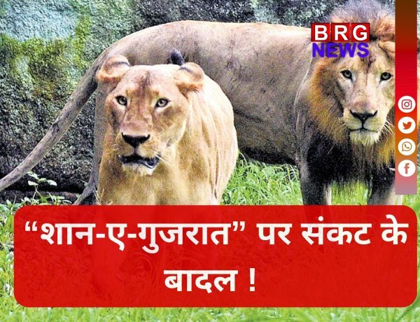 गुजरात विधानसभा में बड़ा खुलासा, पिछले 25 महीनों में 314 शेरों की मौत !