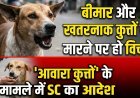 'बीमार और खतरनाक कुत्तों को मारने पर हो विचार', आवारा कुत्तों के मामले में SC का आदेश