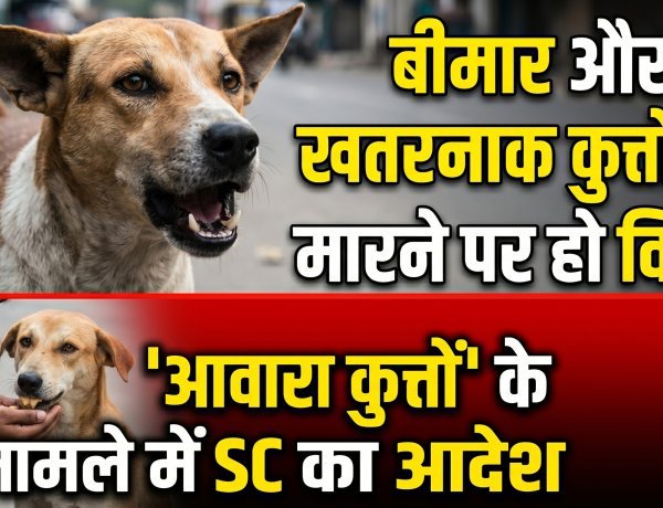 'बीमार और खतरनाक कुत्तों को मारने पर हो विचार', आवारा कुत्तों के मामले में SC का आदेश
