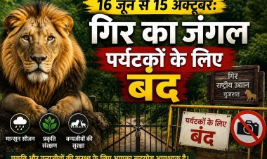 सासन गीर और गिरनार जंगल सफारी अगले 4 महीनों के लिए पूरी तरह बंद !