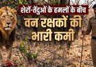 गुजरात: शेरों-तेंदुओं के हमलों के बीच वन रक्षकों की भारी कमी, वन मंत्री को भेजा गया पत्र